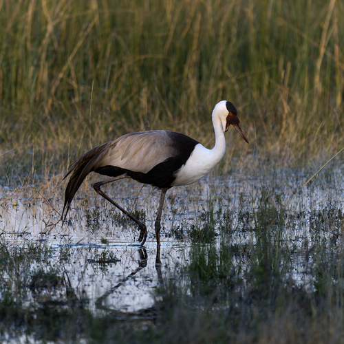 iNaturalist image