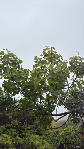 Cheirodendron platyphyllum observed 2026-08-31