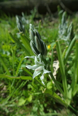 Ornithogalum boucheanum