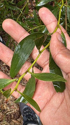 Acacia koa observed 2026-08-31