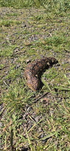 Shingleback