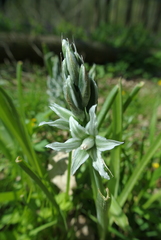 Ornithogalum boucheanum