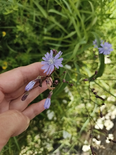 Lactuca sibirica, photograph 3