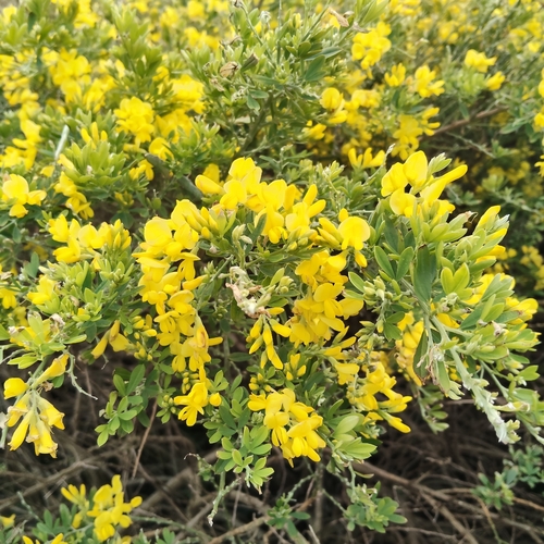 Genista stenopetala