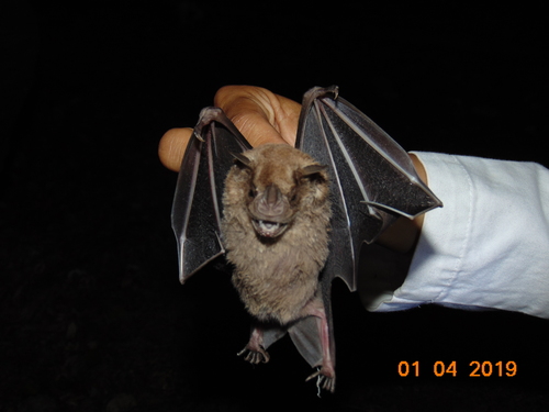 Jamaican Fruit-eating Bat (Artibeus jamaicensis)