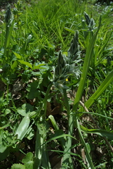 Ornithogalum boucheanum