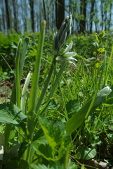 Ornithogalum boucheanum