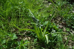 Ornithogalum boucheanum
