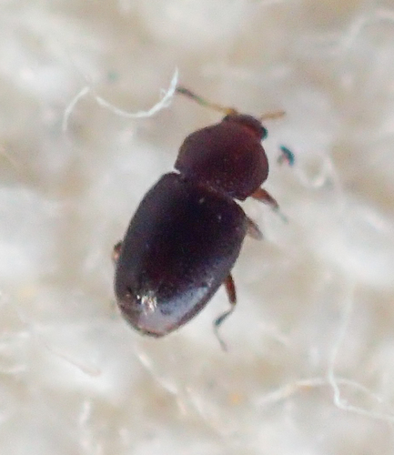 Aenigmaticum californicum