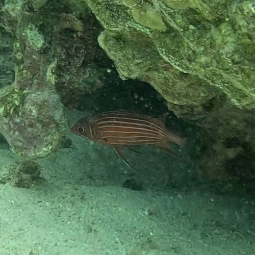 Sargocentron diadema observed 2026-08-31