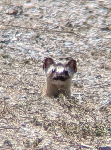 Long-tailed Weasel observed by xhannahbananaslugx