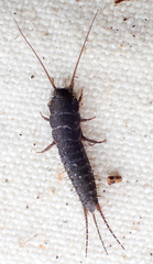 Allacrotelsa spinulata