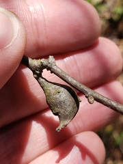 Zapatella quercusphellos