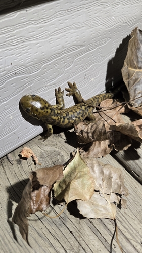 Western Tiger Salamander