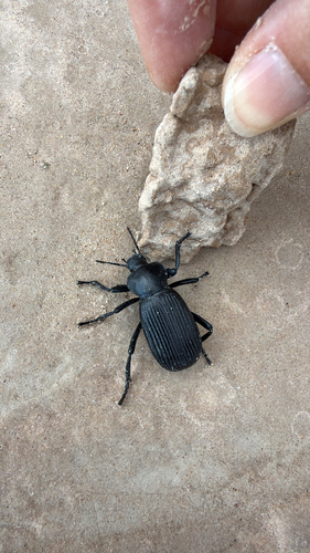 Obscure Darkling Beetle