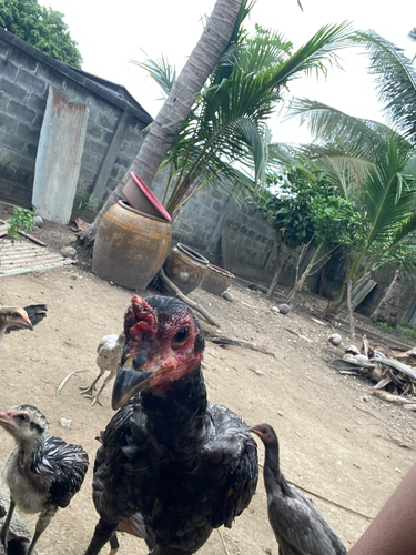 Red Junglefowl