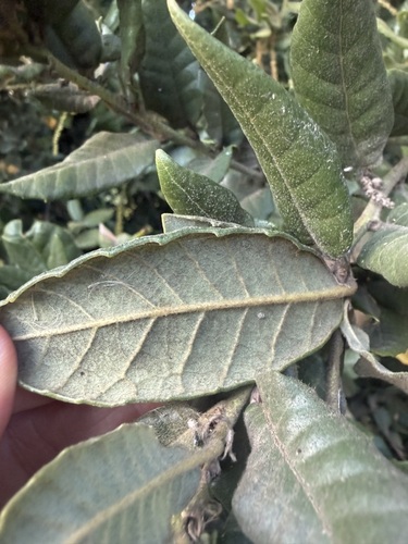 Quercus tomentella, photograph 5