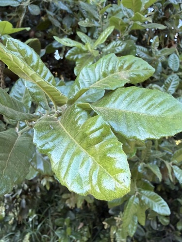 Quercus tomentella, photograph 3