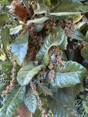 Quercus tomentella