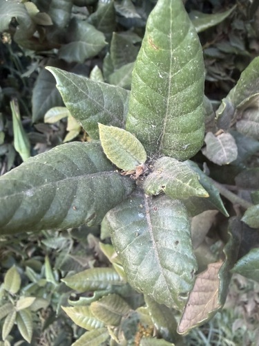 Quercus tomentella, photograph 4