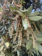 Quercus tomentella, photograph (c) Devon Bradley, some rights reserved (CC BY)