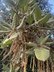 Quercus tomentella, photograph (c) Devon Bradley, some rights reserved (CC BY)