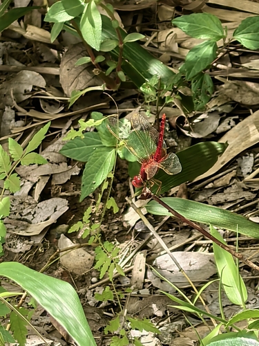 Scarlet Skimmer