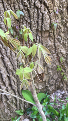 Magnoliopsida