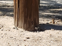 Xerospermophilus tereticaudus