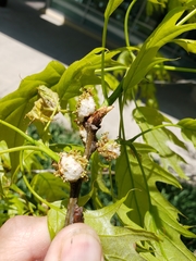 Callirhytis quercusoperator