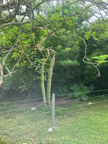 Moringa tree