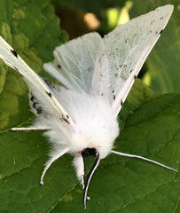 Spilosoma vestalis