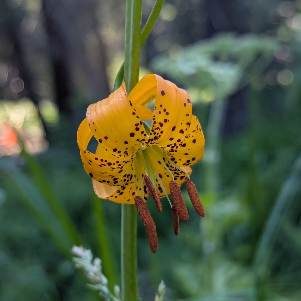 Lilium kelleyanum; photograph author not stated, no rights reserved
