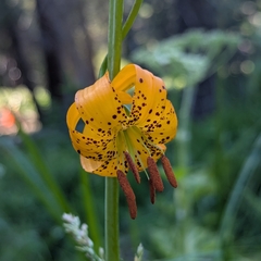 Lilium kelleyanum