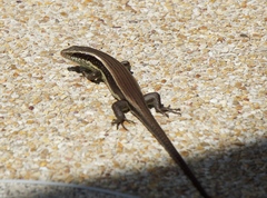 Long-Tailed Sun Skink photo 3