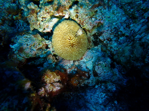 Danafungia observed 2026-08-28