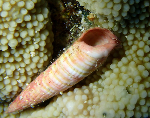 Rhinoclavis fasciata observed 2026-08-28