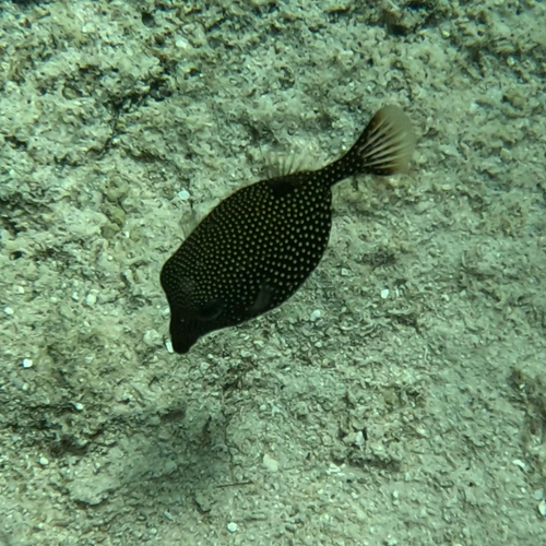 Whitespotted boxfish