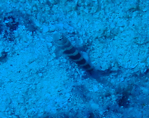 Amblyeleotris wheeleri observed 2026-08-28