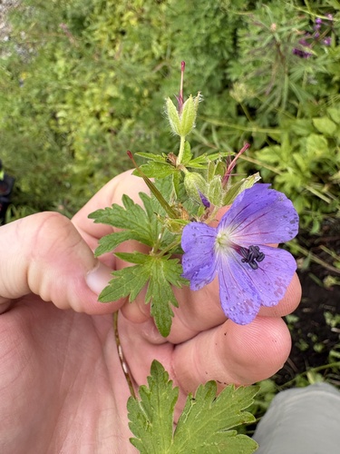 Geranium erianthum, photograph 6