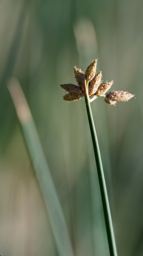 Schoenoplectus acutus, photograph 6