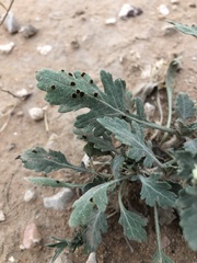Parthenium confertum