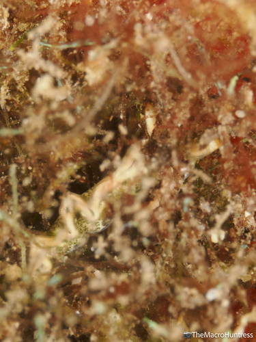 Thuridilla carlsoni, 2026-07-09