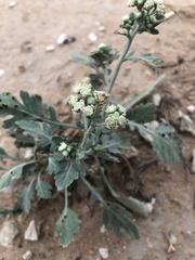 Parthenium confertum