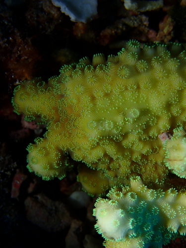 Pavona maldivensis observed 2026-08-28