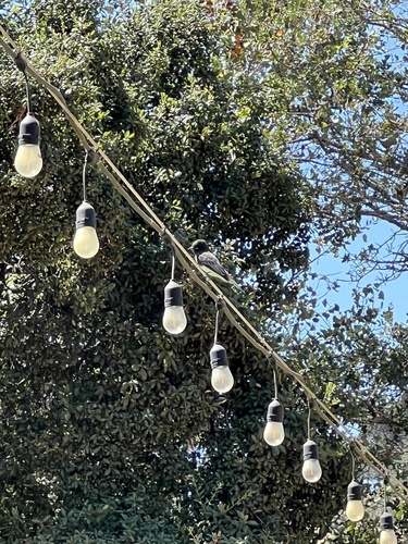 Black Phoebe seen in Sonoma Valley
