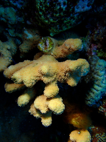Pavona maldivensis observed 2026-08-28