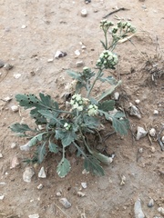 Parthenium confertum