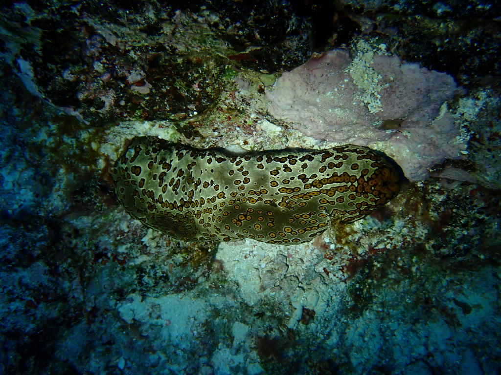 Holothurie léopard