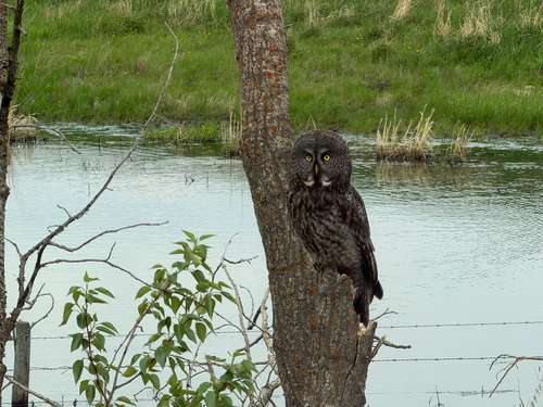 Great Gray Owl